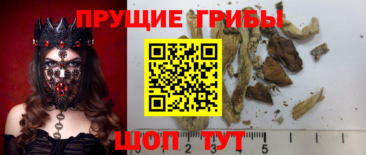 Галлюциногенные грибы Psilocybine cubensis Междуреченск